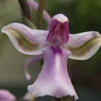 Hemipilia flabellata Bureau & Franch perfume ingredient at scentopia your orchids fragrance essential oils