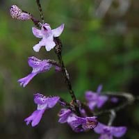Hemipiliopsis purpureopunctata (K.Y. Lang) Y.B. Luo & S.C. Chen Syn. Habenaria purpureopunctata K.Y. perfume ingredient at scentopia your orchids fragrance essential oils