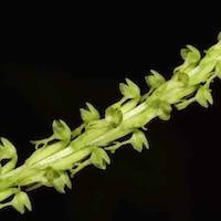 Herminium lanceum (Thunb. ex Sw.) Vuijk perfume ingredient at scentopia your orchids fragrance essential oils
