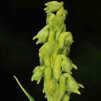 Herminium monorchis (L.) R. Br. perfume ingredient at scentopia your orchids fragrance essential oils