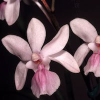 Holcoglossum amesianum (Rchb. f.) Christenson perfume ingredient at scentopia your orchids fragrance essential oils
