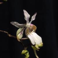 Holcoglossum quasipinifolium (Hayata) Schltr. perfume ingredient at scentopia your orchids fragrance essential oils