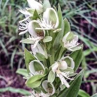 Ischnogyne manadarinanum (Kranzl.) Schltr. perfume ingredient at scentopia your orchids fragrance essential oils