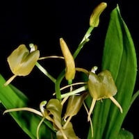 Liparis distans C.B. Clarke Syn. Liparis yunnanensis Rolfe perfume ingredient at scentopia your orchids fragrance essential oils