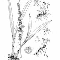 Liparis fargesii Finet perfume ingredient at scentopia your orchids fragrance essential oils