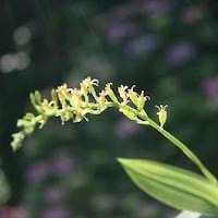 Liparis nakaharae Hayata perfume ingredient at scentopia your orchids fragrance essential oils