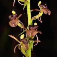 Liparis odorata (Willd.) Lindl.  perfume ingredient at scentopia your orchids fragrance essential oils