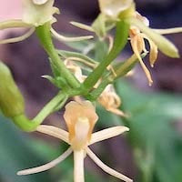 Liparis petiolata (D. Don) P.F. Hunt & Summerh. perfume ingredient at scentopia your orchids fragrance essential oils