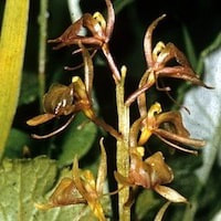 Liparis Rostrata Rchb. f. perfume ingredient at scentopia your orchids fragrance essential oils