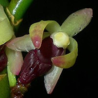 Luisia curtisii Seidenf. perfume ingredient at scentopia your orchids fragrance essential oils
