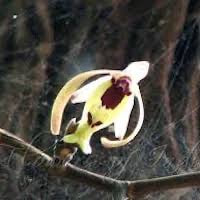 Luisia tenuifolia Blume Syn. Luisia birchea Blume perfume ingredient at scentopia your orchids fragrance essential oils