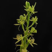 Malaxis monophyllos (Linn.) Sw. var. Monophyllos Syn. Liparis japonica (Miq.) Maxim perfume ingredient at scentopia your orchids fragrance essential oils