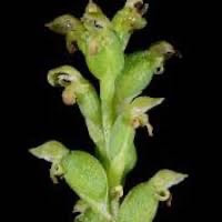 Microtis unifolia (Forst.) Rchb. f.Syn. Microtis formosana Schltr. ex Masam perfume ingredient at scentopia your orchids fragrance essential oils