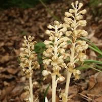 Neottia camtschatea (L.) Rchb. f. perfume ingredient at scentopia your orchids fragrance essential oils
