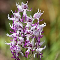 Orchis simia Lam. perfume ingredient at scentopia your orchids fragrance essential oils