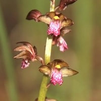 Oreorchis foliosa (Lindl.) Lindl. perfume ingredient at scentopia your orchids fragrance essential oils