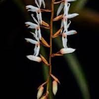 Otochilus albus Lindl. perfume ingredient at scentopia your orchids fragrance essential oils