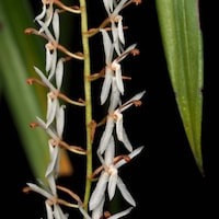 Otochilus fuscus Lindl. perfume ingredient at scentopia your orchids fragrance essential oils