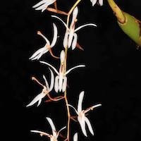 Otochilus porrectus Lindl. perfume ingredient at scentopia your orchids fragrance essential oils