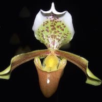 Paphiopedilum insigne (Wall. et Lindl.) Pfitzer perfume ingredient at scentopia your orchids fragrance essential oils
