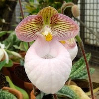 Paphiopedilum micranthum Tang et Wang perfume ingredient at scentopia your orchids fragrance essential oils