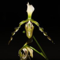 Paphipedilum dianthum Tang et Wang syn. Paphiopedilum parishii (Rchb. f.) var. dianthum (Tang et Wang) Karasawa & Saito perfume ingredient at scentopia your orchids fragrance essential oils