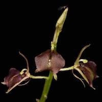 Liparis cathcartii Hook.f. perfume ingredient at scentopia your orchids fragrance essential oils