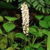 Peristylis constrictus (Lindl.) Lindl. perfume ingredient at scentopia your orchids fragrance essential oils