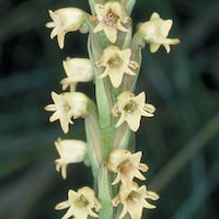 Peristylus affinis (D.Don) Seidenf. syn. Peristylus sampsonii Hance perfume ingredient at scentopia your orchids fragrance essential oils