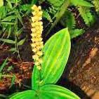 Peristylus goodyeroides (D. Don) Lindl. perfume ingredient at scentopia your orchids fragrance essential oils