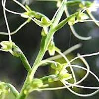 Peristylus tentaculatus (Lindl.) J.J.Sm. perfume ingredient at scentopia your orchids fragrance essential oils