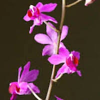 Phalaenopsis pulcherrima (Lindl.) J.J.Sm. syn. Doritis pulcherrima Lindl. perfume ingredient at scentopia your orchids fragrance essential oils