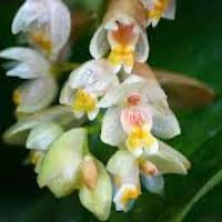 Pholidota articulata Lindl. perfume ingredient at scentopia your orchids fragrance essential oils