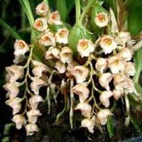 Pholidota yunnanensis Rolfe perfume ingredient at scentopia your orchids fragrance essential oils