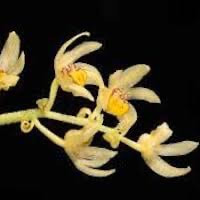 Pinalia graminifolia (Lindl.) Kuntze Syn. Eria graminifolia Lindl. perfume ingredient at scentopia your orchids fragrance essential oils