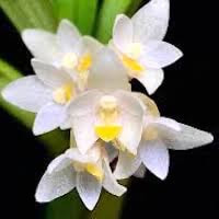 Pinalia spicata (D.Don) S.C. Chen & J.J Wood syn. Eria spicata (D. Don) Hand.- Mazz. perfume ingredient at scentopia your orchids fragrance essential oils