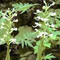 Platanthera japonica (Thunb.) Lindl. perfume ingredient at scentopia your orchids fragrance essential oils