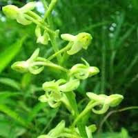 Platanthera minor (Miq.) Rchb. f. perfume ingredient at scentopia your orchids fragrance essential oils