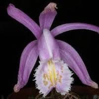 Pleione praecox (Sm.) D. Don perfume ingredient at scentopia your orchids fragrance essential oils