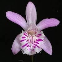 Pleione yunnanensis (Rolfe) Rolfe syn. Coelogyne yunnanensis Rolfe perfume ingredient at scentopia your orchids fragrance essential oils