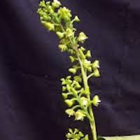 Polystachya concreta (Jacq.) Garay & H.R.Sweet perfume ingredient at scentopia your orchids fragrance essential oils