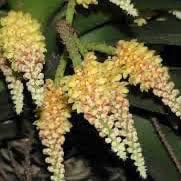 Pomatocalpa spicatum Breda, Kuhl & Hasselt. syn. Pomatocalpa wendlandorum (Rchb.f.) J.J. Sm perfume ingredient at scentopia your orchids fragrance essential oils