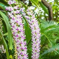 Rhynchostylis retusa (L.) Blume perfume ingredient at scentopia your orchids fragrance essential oils