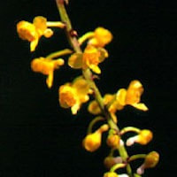 Robiquetia succisa (Lindl.) Seidenf. and Garay perfume ingredient at scentopia your orchids fragrance essential oils