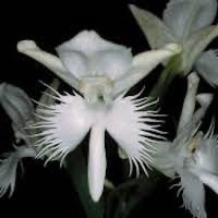 Pecteilis susannae (L.) Raf. syn. Habenaria susannae (L.) R. Br. perfume ingredient at scentopia your orchids fragrance essential oils