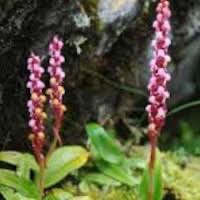 Satyrium nepalense D. Don var. nepalense perfume ingredient at scentopia your orchids fragrance essential oils