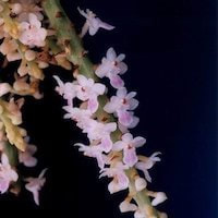 Smitinandia micrantha (Lindl.) Holtt. perfume ingredient at scentopia your orchids fragrance essential oils