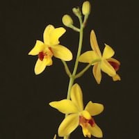Spathoglottis pubescens Lindl. perfume ingredient at scentopia your orchids fragrance essential oils
