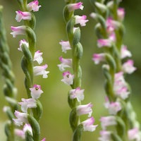 Spiranthes sinensis (Pers.) Ames Syn. Spiranthes sinensis (Pers.) Ames var. perfume ingredient at scentopia your orchids fragrance essential oils