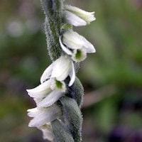 Spiranthes spiralis (L.) Chevall syn. Spiranthes autumnalis (Balb.) Rich. perfume ingredient at scentopia your orchids fragrance essential oils